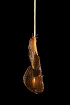 Leopard slug (Limax maximus) mating, hanging from a rope of mucus. These slugs are hermaphrodites and can be seen here transferring sperm to one another through their male organs.Switzerland. Sequence 4 of 4.