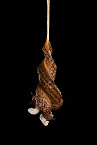 Leopard slug (Limax maximus) mating, hanging from a rope of mucus. These slugs are hermaphrodites and can be seen here transferring sperm to one another through their male organs.Switzerland. Sequence...