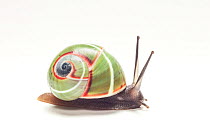 Land snail (Polymita venusta) Cuba. Endemic species.