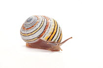 Land snail (Polymita versicolor reticulata) Cuba. Endemic species.