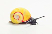 Land snail (Polymita picta roseolimbata) Cuba. Endemic species.