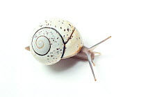 Land snail (Polymita muscareum splendita) Cuba. Endemic species.