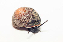 Land snail (Coryda alauda canescens) Cuba