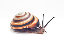 Land snail (Caracolus sagemon) Cuba
