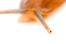 Pancake slug (Veronicella sloanei) detail of eye on antenna, captive from Central America