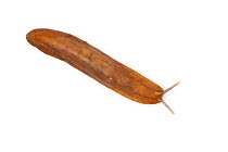 Pancake slug (Veronicella sloanei) captive from Central America