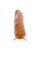 Land slug (Veronicella sloanei) captive from Central America.