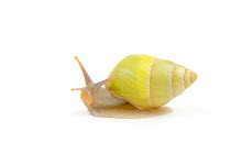 Land snail / Tree snail (Amphidromus atricallosus) captive from Indonesia