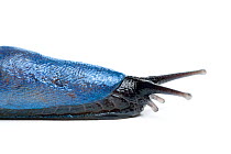 Carpathian blue slug (Bielzia coerulans) Slovakia