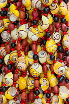 Necklaces made from endemic Polymita land snails for sale to tourists. Cuba.