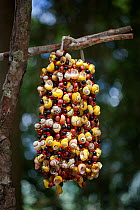 Necklaces made from endemic Polymita land snails for sale to tourists, Cuba
