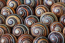 Land snails (Polymita picta) shells, Cuba. Endemic species.