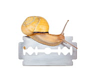 Land snail / Brown-lipped snail (Cepaea nemoralis) crawling over a razor blade. The constantly produced mucus is a protection shield between the sole of the snail and the razor blade whilst the snail...