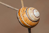 Land snail (Polymita muscareum splendita) drawn into shell,Cuba. Endemic species.