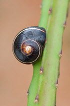 Land snail (Polymita picta iolimbata) drawn into shell,Cuba. Endemic species.