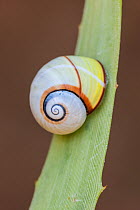 Land snail (Polymita picta roseolimbata) drawn into shell,Cuba. Endemic species.