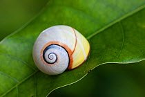 Land snail (Polymita picta roseolimbata) drawn into shell,Cuba. Endemic species.