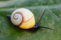 Land snail (Polymita picta roseolimbata) Cuba. Endemic species.