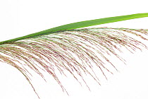 Reed (Phragmites australis) detail from opening flower, Germany
