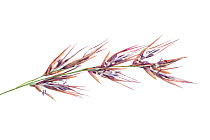 Reed (Phragmites australis) detail of flowers, Germany, September.