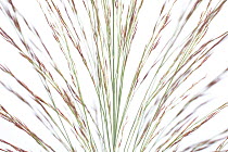 Reeds (Phragmites australis), Germany