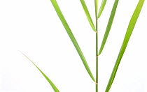 Reed (Phragmites australis) detail of stem and leaves, Germany