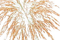 Reed (Phragmites australis) flowers, Germany