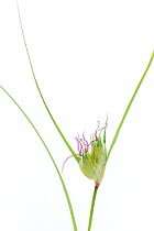 Buffalo grass (Buchloe dactyloides) female flower, Prairie, South Dakota, USA