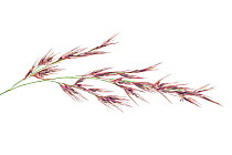 Reed (Phragmites australis) detail of flowers, Germany