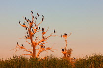 Great Cormorant (Phalacrocorax carbo) colony nesting in dead trees, Danube Delta, Romania