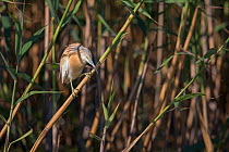 Squacco heron (Ardeola ralloides) adult amongst  reeds, Danube Delta, Romania