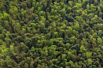 Bamboo (Phyllostachys heterocycla) forest from above, Shunan Bamboo Sea, Shunan Zhuhai National Park, Sichuan, China