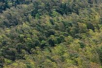 Bamboo (Phyllostachys heterocycla) forest, Shunan Bamboo Sea, Shunan Zhuhai National Park, Sichuan, China