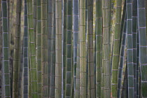 Bamboo (Phyllostachys heterocycla) stems, Shunan Bamboo Sea, Shunan Zhuhai National Park, Sichuan, China