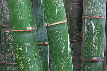 Bamboo (Phyllostachys) stems with carved names, Sichuan, China