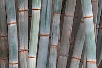 Bamboo (Phyllostachys), stems, Sichuan, China