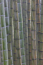 Bamboo (Phyllostachys heterocycla) stems, Shunan Bamboo Sea, Shunan Zhuhai National Park, Sichuan, China