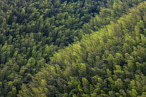 Bamboo (Phyllostachys heterocycla) forest, Shunan Bamboo Sea, Shunan Zhuhai National Park, Sichuan, China