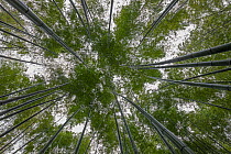 Bamboo (Phyllostachys heterocycla)  low angle view up into forest canopy,  Shunan Bamboo Sea, Shunan Zhuhai National Park, Sichuan, China, April 2015.