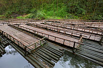 Bamboo (Phyllostachys heterocycla) rafts, Shunan Bamboo Sea, Shunan Zhuhai National Park, Sichuan, China, April 2015.
