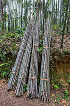 Bamboo (Phyllostachys heterocycla)  cut  stems sorted for the transport, Shunan Bamboo Sea, Shunan Zhuhai National Park, Sichuan, China, April 2015.