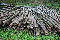 Bamboo (Phyllostachys heterocycla) cut stems, Shunan Bamboo Sea, Shunan Zhuhai National Park, Sichuan, China, April 2015.