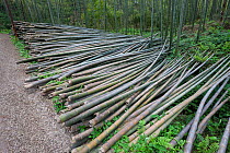 Bamboo (Phyllostachys heterocycla) cut  stems , Shunan Bamboo Sea, Shunan Zhuhai National Park, Sichuan, China, April 2015.