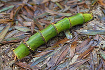 Bamboo (Phyllostachys heterocycla) rhizome on forest floor, Shunan Bamboo Sea, Shunan Zhuhai National Park, Sichuan, China
