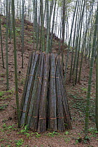 Bamboo (Phyllostachys heterocycla)  cut stems,  Shunan Bamboo Sea, Shunan Zhuhai National Park, Sichuan, China