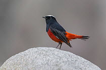 White-capped Water-Redstart (Chaimarrornis leucocephalus) male, Tangjiahe National Nature Reserve, Qingchuan County, Sichuan province, China.
