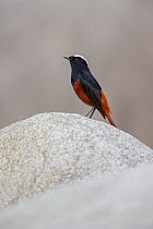 White-capped water-redstart (Chaimarrornis leucocephalus) male, Tangjiahe National Nature Reserve, Qingchuan County, Sichuan province, China.