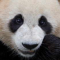 Giant Panda (Ailuropoda melanoleuca) face close up captive, China