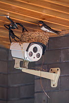 Barn swallow (Hirundo rustica) nesting on top of a security camera, Chengdu, China, April.