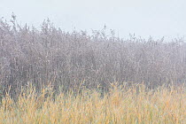Common reed (Phragmites australis) with autumn colors coveredin frost, in fog, Germany, November 2015.